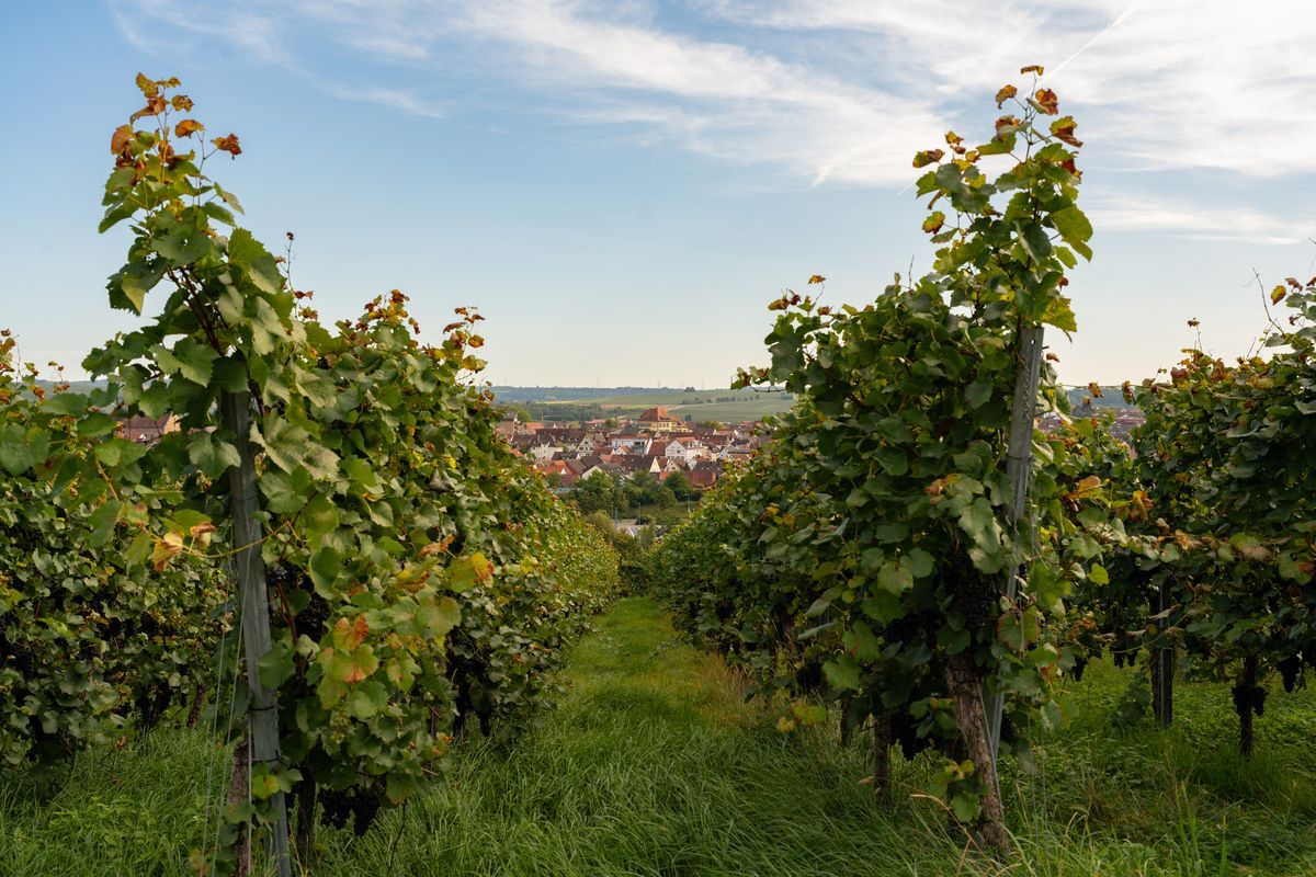 Foto: Wo schon die Römer ihre Reben anpflanzten.